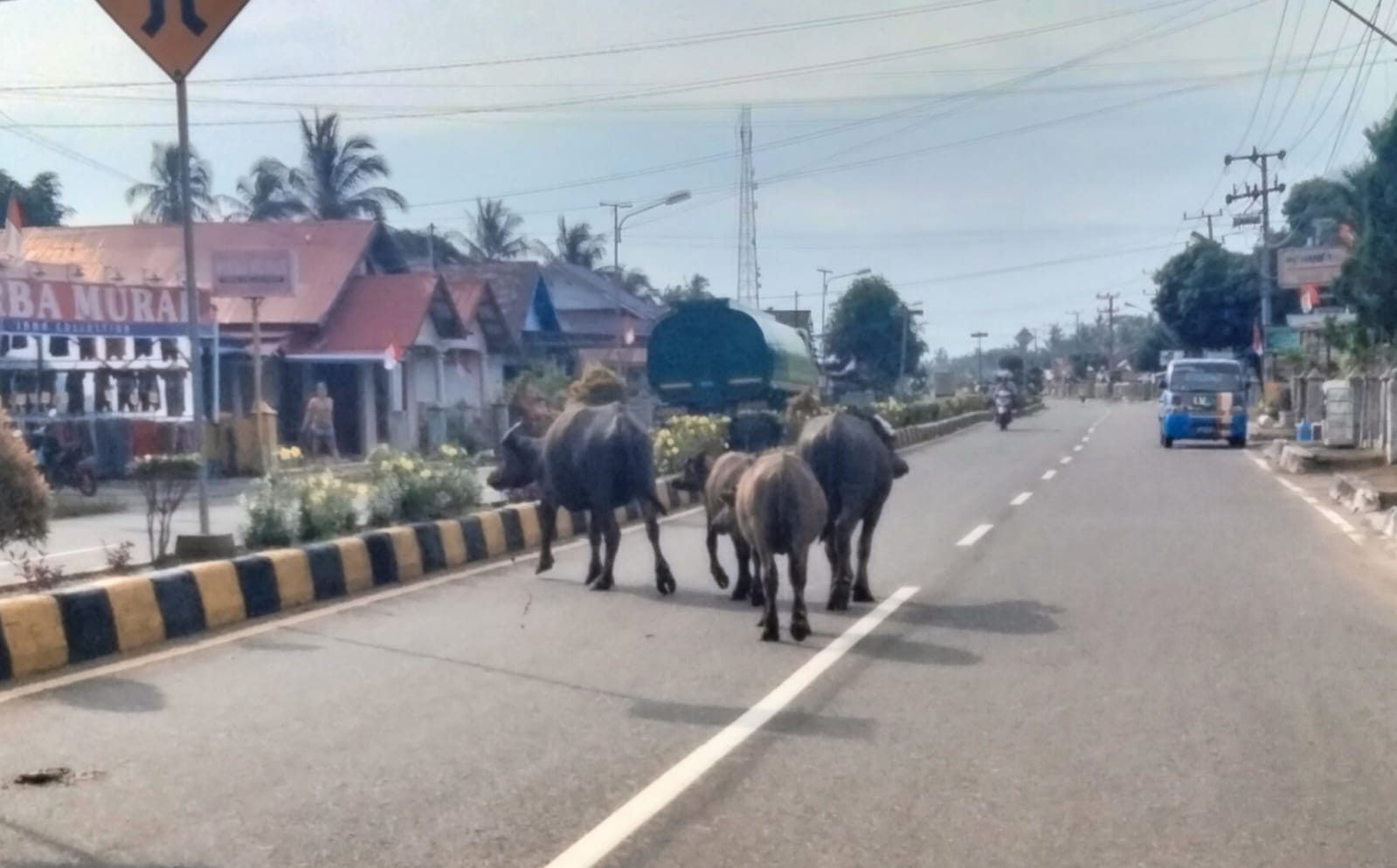 Satpol PP Mukomuko Bersihkan Kotoran Sapi di Jalan Raya dan Tegakkan Aturan Hewan Ternak